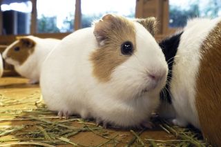モルモットのお背中なでるんちゃ