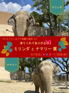 【終了しました】～スリランカゾウ来園 10 周年～来てくれてありが 10(とう)！ ミリンダとナマリー展