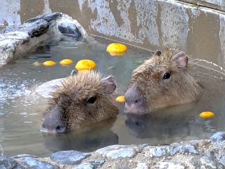 【終了しました】徳山ライオンズクラブから湯野温泉の温泉水をカピバラにプレゼント