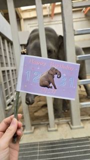 【終了しました】スリランカゾウ「ミリンダ」のお誕生日会のお知らせ