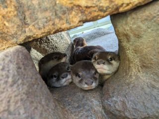【終了しました】「世界カワウソの日」に関わるイベント実施のおしらせ