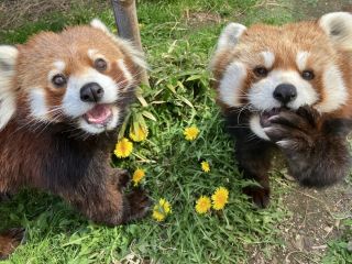 とくやまZOOレッサーパンダ誕生日イベント