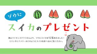 スリランカゾウにスイカのプレゼントをします