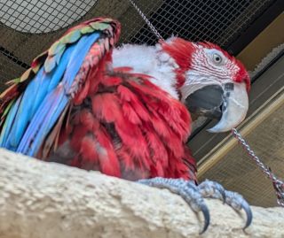 【訃報】ベニコンゴウインコのメスが亡くなりました