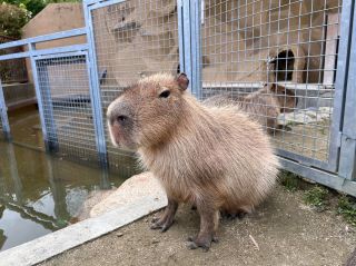 カピバラのメス「つきみ」の死亡について