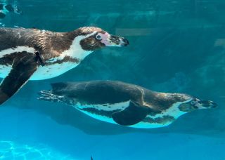 フンボルトペンギンが仲間入りしました！